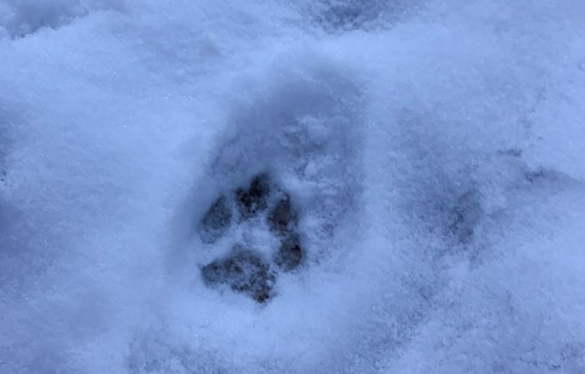 Imagini Rare Suprinse In Parcul Natural Apuseni O Haită De Lupi