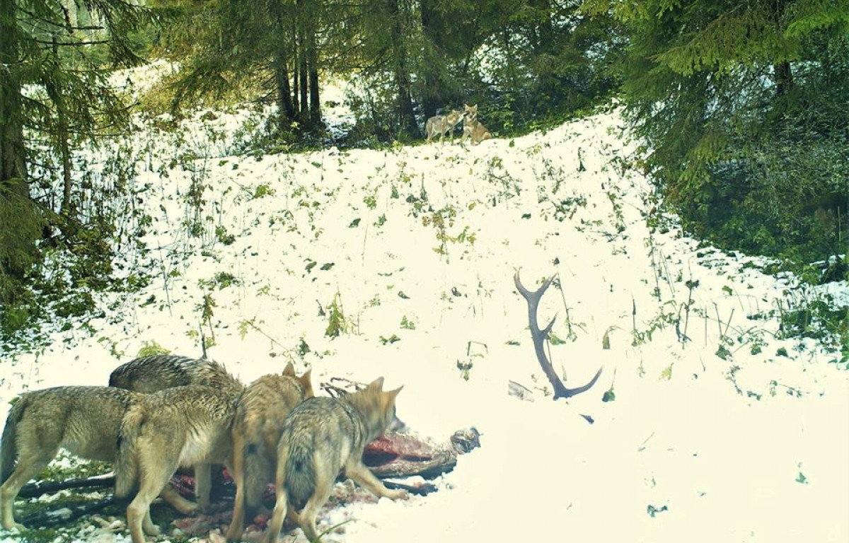 Imagini Rare Suprinse In Parcul Natural Apuseni O Haită De Lupi