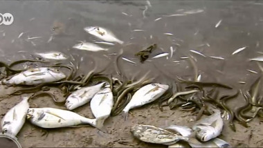 Pești morți în Mar Menor, singura lagună cu apă sărată a Europei