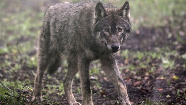 BRISTOL, ENGLAND - MARCH 13: A young male wolf, one of five that has recently arrived, explores its new enclosure at The Wild Place Project on March 13, 2014 in Bristol, England. A pack of five all male European grey wolves are the latest residents at the recently opened attraction which is an extension of Bristol Zoo Gardens, just off junction 17 of the M5. Originally from Scotland, the wolves and are now living in the new Wolf Wood exhibit; an area of woodland at The Wild Place Project which has been left as natural as possible to replicate their native woodland habitat in Europe. (Photo by Matt Cardy/Getty Images)