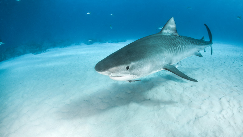 Picture shows a Tiger Shark at Tigerbeach, Bahamas