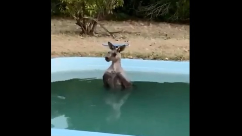 Un cangur se racoreste in piscina in Australia devastata de incendii de vegetatie