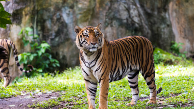 A Bengal Tiger in forest