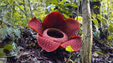 Rafflesia, the biggest flower in the world.