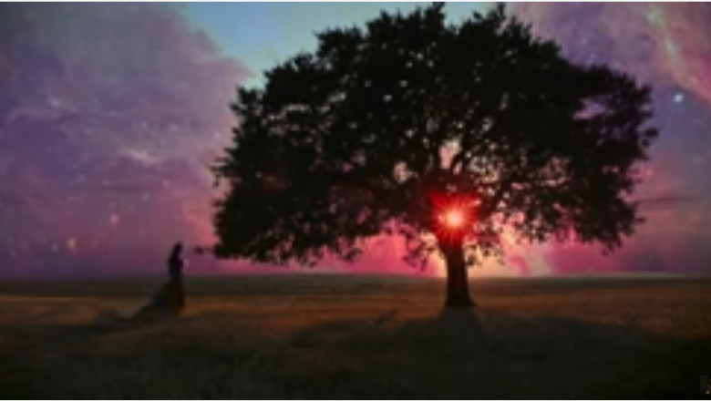 Copacul vieții din Munții Măcinului apare într-un videoclip al DJ-ului Armin van Buuren