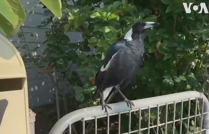 VIDEO. O cotofana din Australia a invatat sa imite sirenele pompierilor