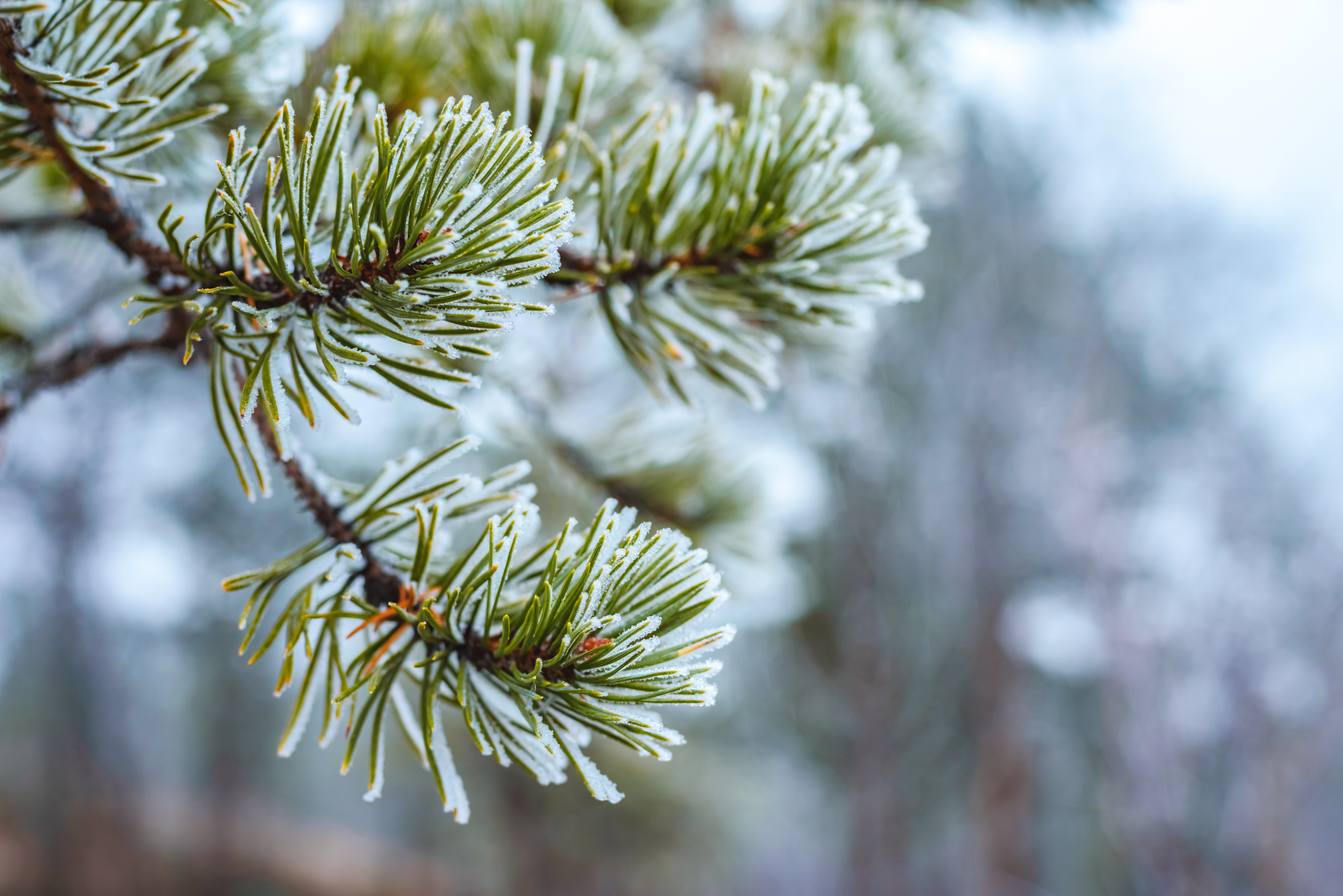 Primul ger din această iarnă. Temperaturile vor scădea în aproape toată țara, până la minus 20 de grade Celsius
