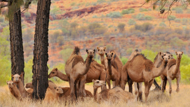 Australian feral camels, mostly dromedaries (Camelus dromedarius) Outback Queensland, Australia.