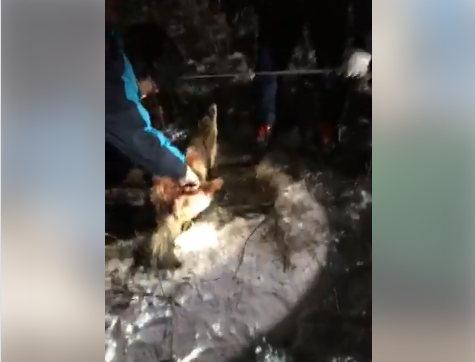 Sase caini au fost impuscati si abandonati pe un camp din Suceava