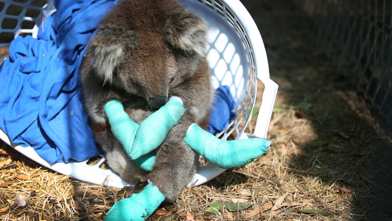KANGAROO ISLAND, AUSTRALIA - JANUARY 08: An injured koala rests in a washing basket at the Kangaroo Island Wildlife Park in the Parndana region on January 08, 2020 on Kangaroo Island, Australia. The Kangaroo Island Wildlife Park positioned on the edge of the fire zone has been treating and housing close to 30 koala's a day. Almost 100 army reservists have arrived in Kangaroo Island to assist with clean up operations following the catastrophic bushfire that killed two people and burned more than 155,000 hectares on Kangaroo Island on 4 January. At least 56 homes were also destroyed. Bushfires continue to burn on the island, with firefighters pushing to contain the blaze before forecast strong winds and rising temperatures return. (Photo by Lisa Maree Williams/Getty Images)