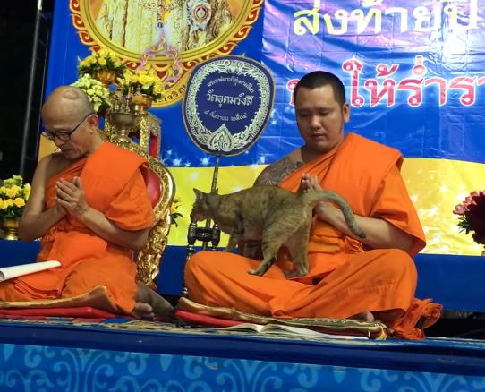 VIDEO. Rabdarea unui calugar budist, pusa la incercare de o pisica dornica de afecţiune