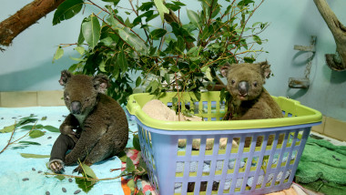 doi ursuleti koala arsi si salvati
