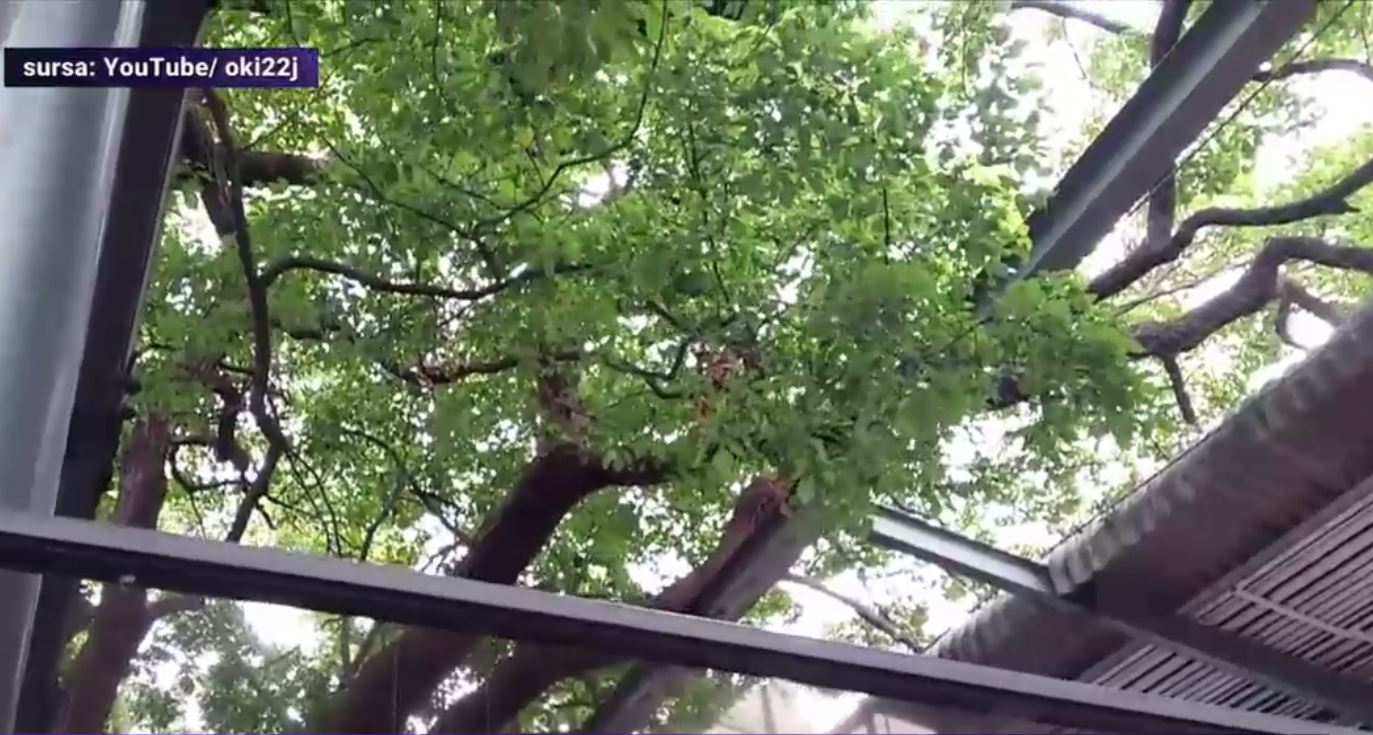 VIDEO. Cum arata gara din Japonia care a fost construita in jurul unul copac de 700 de ani