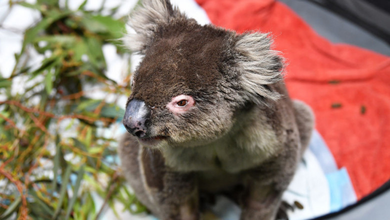 Labour Leader Anthony Albanese Visits Adelaide Koala Rescue