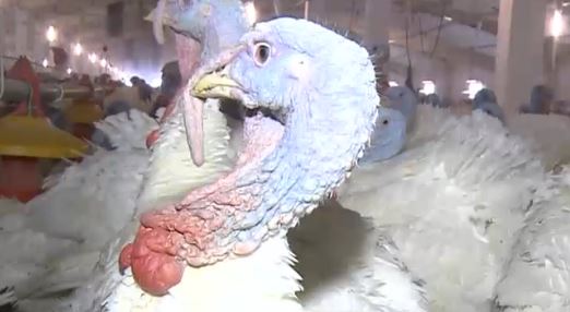Alerta alimentara de la Comisia Europeana: Carne infectata cu gripa aviara a fost livrata in Romania