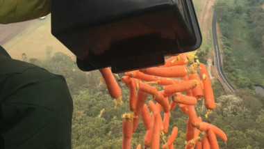 morcovi aruncati elicpter