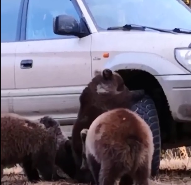Trei ursuleţi au fost filmaţi jucandu-se cu roata unei masini, in Harghita