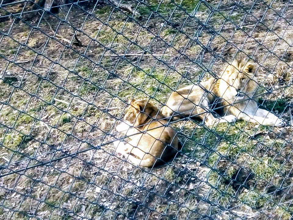 Imagini greu de privit la Zoo Reşiţa, unde animalele sunt ţinute in condiţii de coşmar