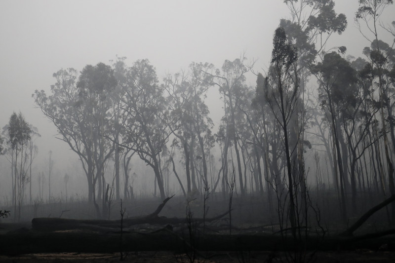Victorian Bushfire Coverage TBC