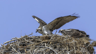 Osprey on nest with blue sky background v2