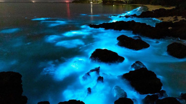 alge-bioluminescente-albastre-twitter