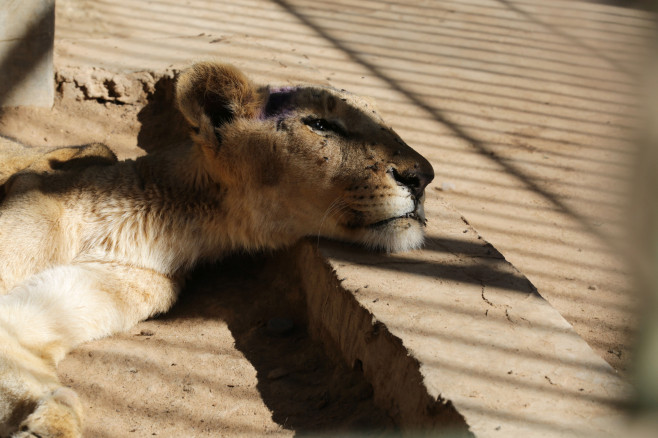 Starving animals in Sudan Zoo