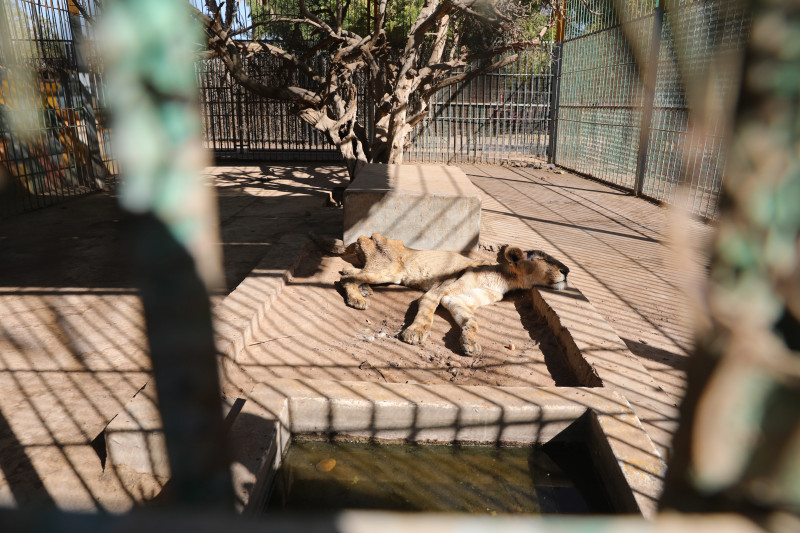 Starving animals in Sudan Zoo
