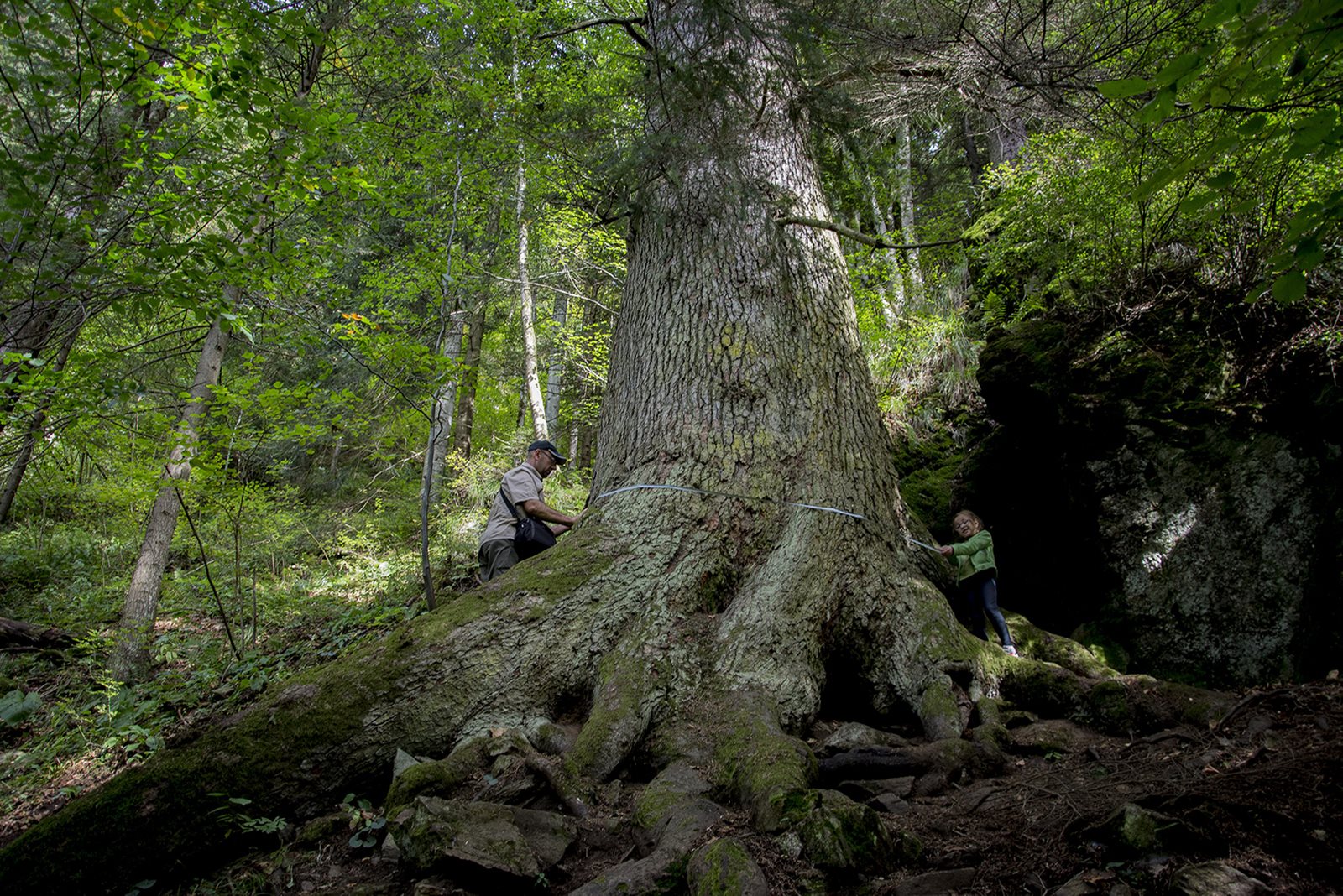 VIDEO. Un brad de pe vremea lui Mihai Viteazu concureaza pentru titlul de arborele european al anului 2020