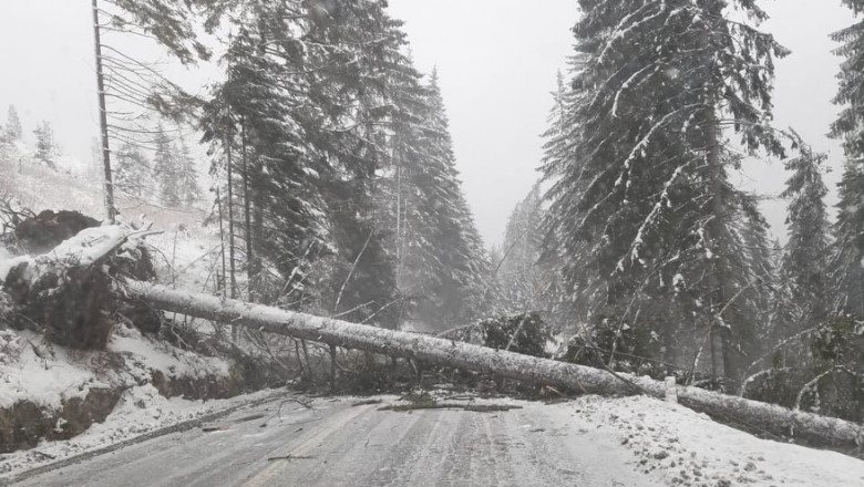 Drum blocat, in Harghita, din cauza copacilor doborati de zapada