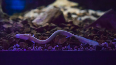 The olm or proteus or Proteus anguinus is an aquatic salamander in the family Proteidae, the only exclusively cave-dwelling chordate species found in Europe