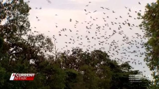 VIDEO. „Tornadă de lilieci” într-un oraș din Australia