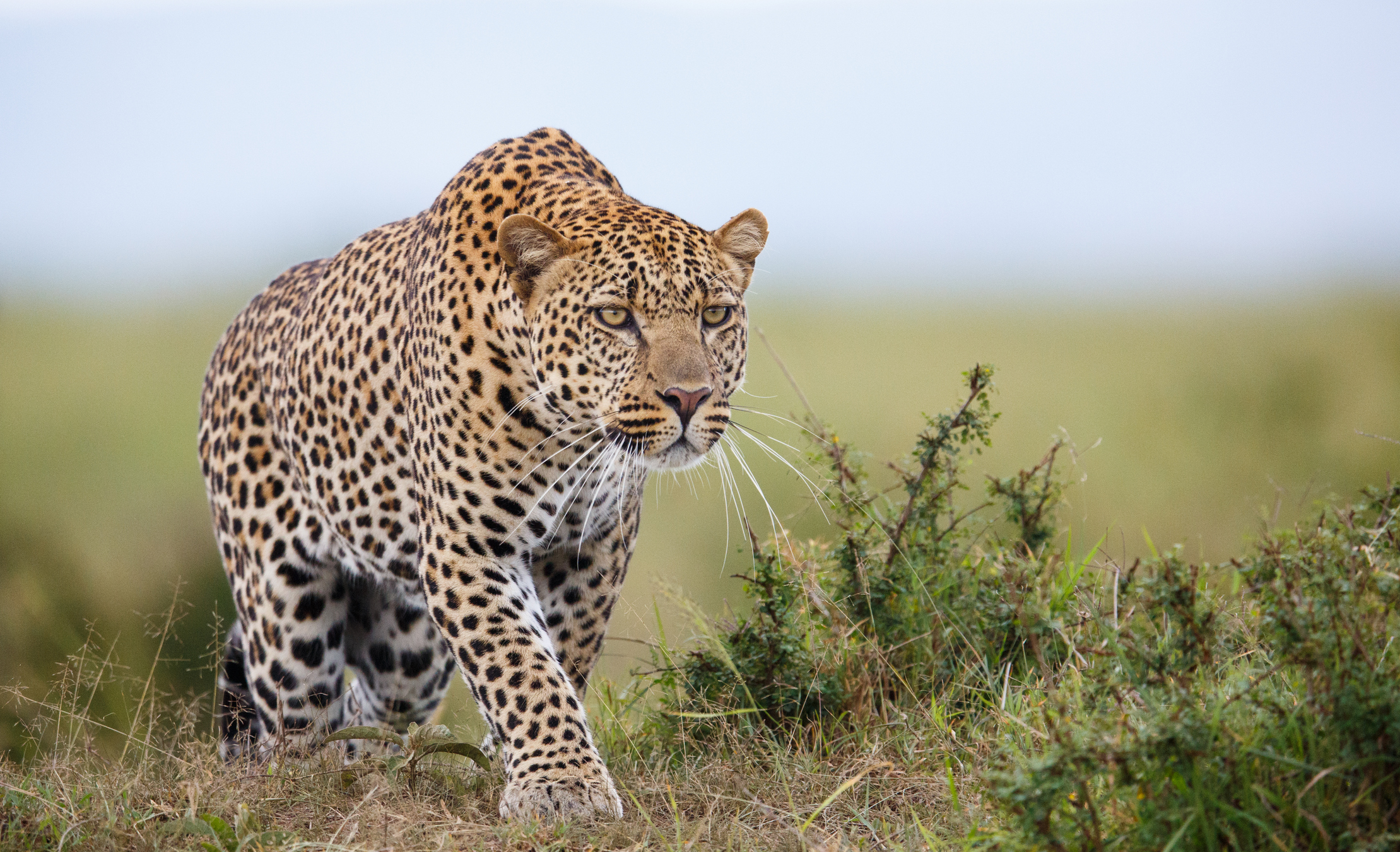 Fetiţă de 9 ani, ucisă de un leopard în faţa casei sale din Nepal