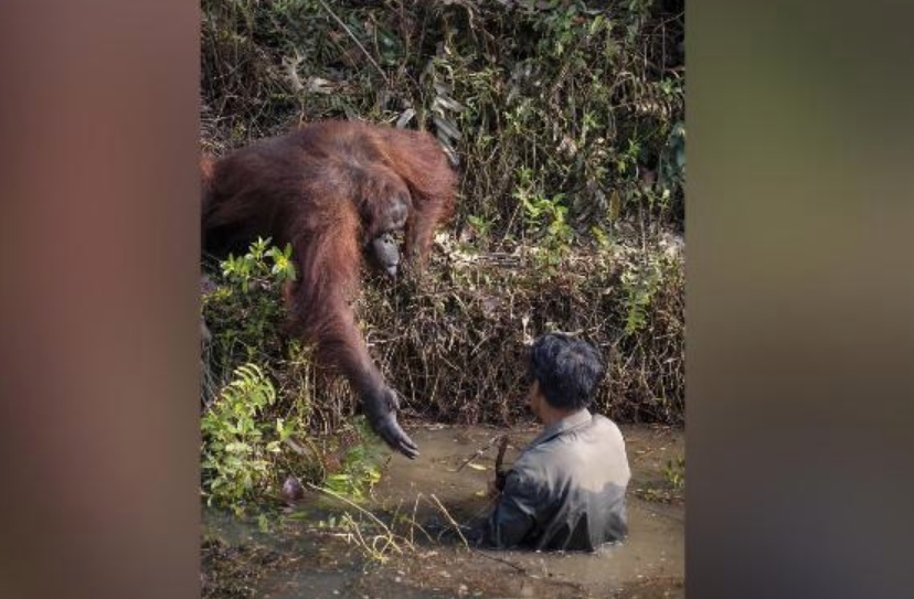 O fotografie uluitoare, surprinsă în sălbăticie: un urangutan îi întinde o mână de ajutor unui om aflat în pericol