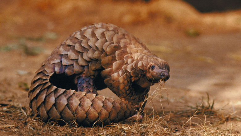 pangolin-GettyImages-87556367