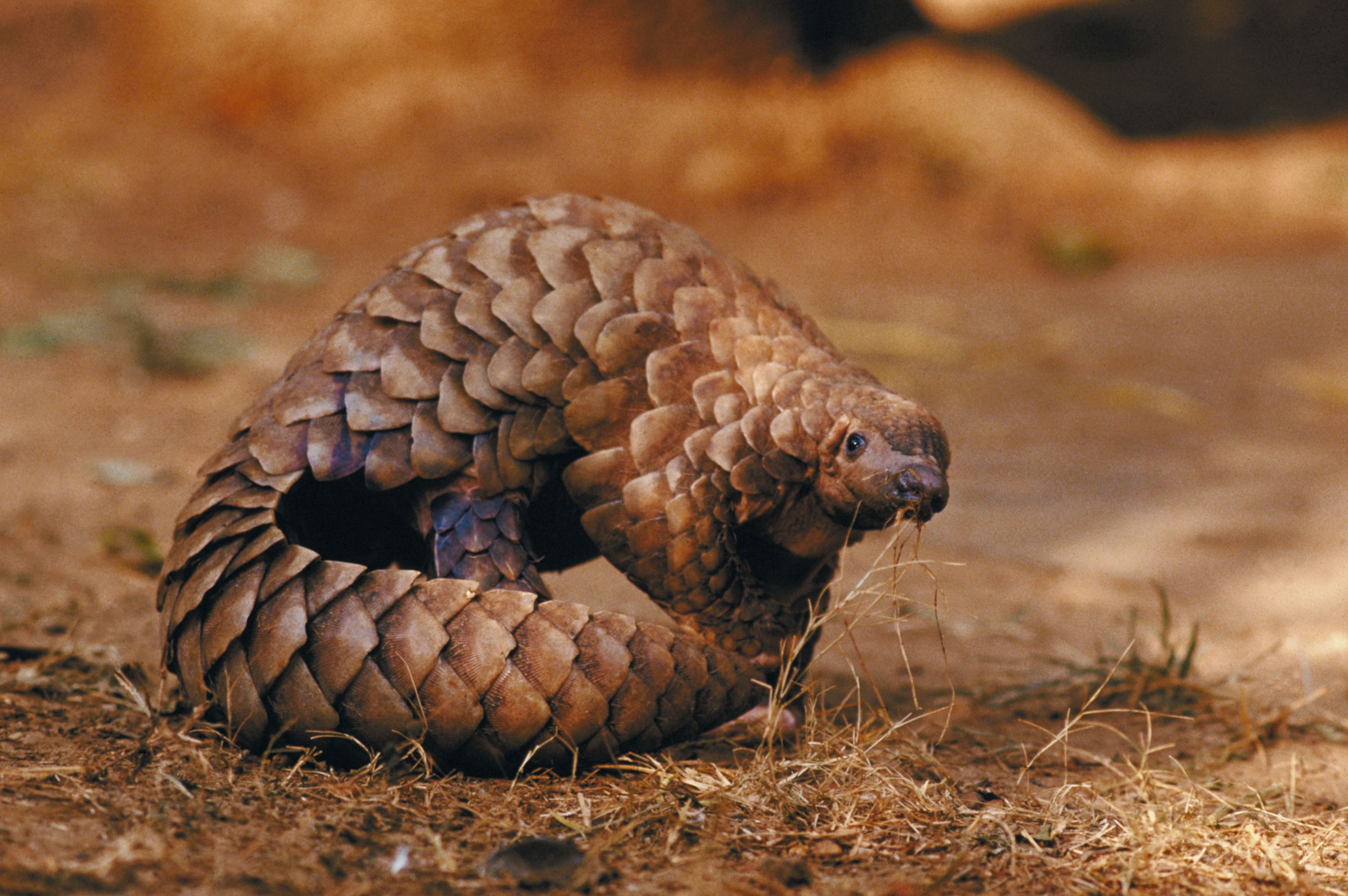 Cauzele coronavirusului. Cercetătorii chinezi spun pangolinul ar fi transmis virusul de la lilieci la oameni