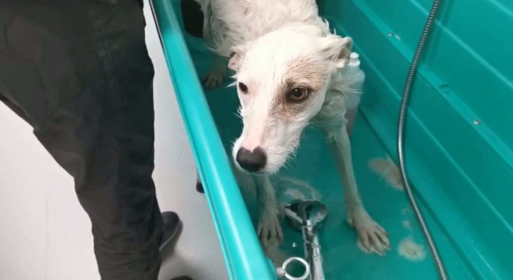 Imagine Stire Un clujean și-a abuzat sexual câinele în ultimele luni. Cazul a scos la lumină o afacere cu animale care ar fi ucise | 2review.ro