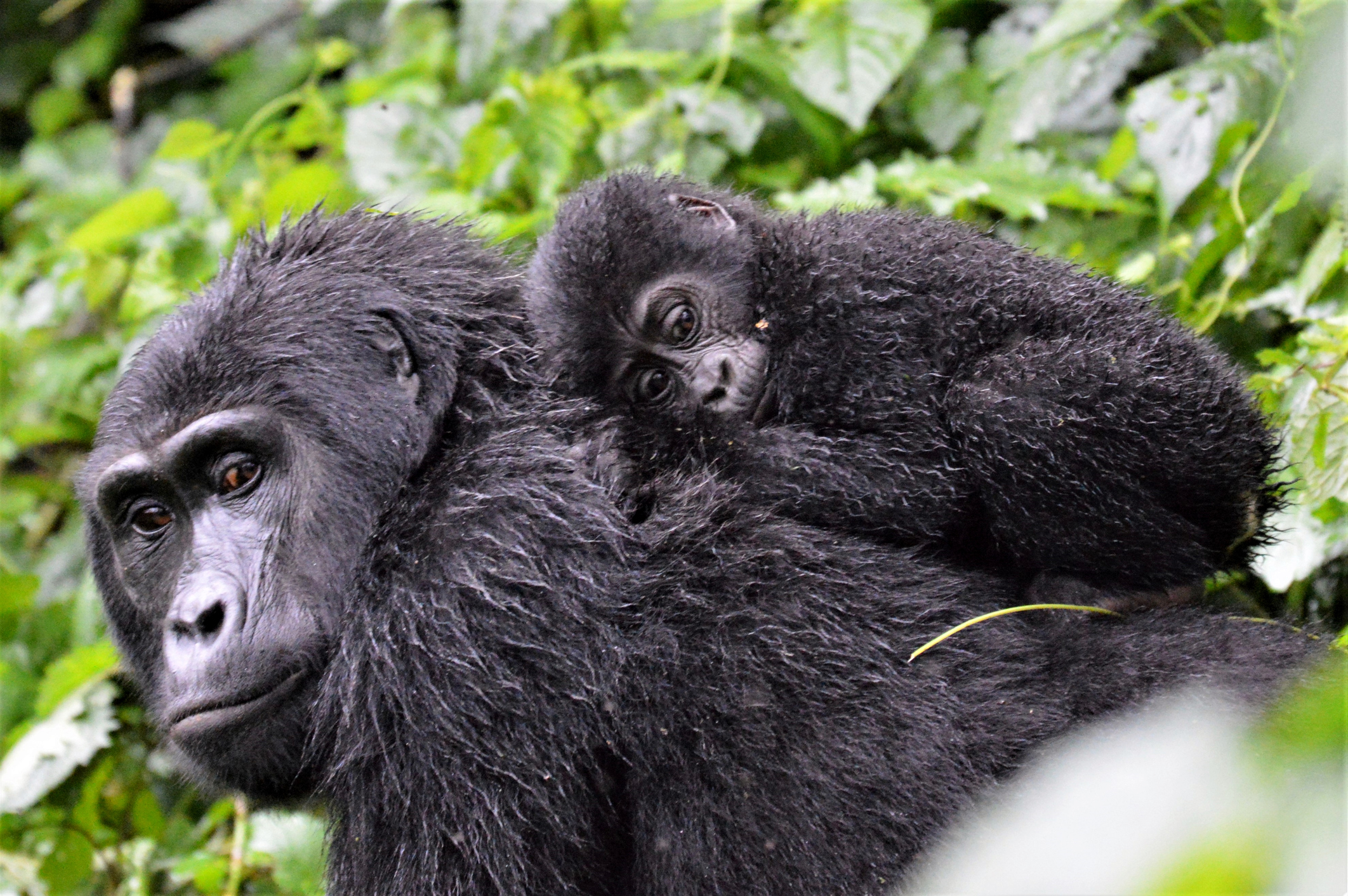 Patru gorile dintr-o subspecie rară au murit după ce au fost lovite de trăsnet, în Uganda