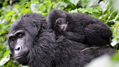 Patru gorile de munte au murit dupa ce au fost lovite de un trasnte, in Uganda