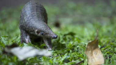 November 6, 2019, Thailand: A rescued young Sunda pangolin takes his first tentative steps after being released back into the wild in Thailand, in a series of photographs snapped by staff from international conservation charity ZSL (Zoological Society of London). ..The Critically Endangered animal was being illegally kept in cramped conditions and constant darkness by a poacher, before being saved by ZSL staff and local park rangers...Nicknamed Kosin â€“ inspired by the Thai name for the god Indra, celebrated as a friend to humanity - by his rescuers, the puppy-sized youngster, estimated to be under a year old, weighed just 1kg and measured 67-centimetres nose-to-tail...Believed to have been snatched at night by poachers searching for pangolins to sell, experts think Kosin was kept alive as the meat and scales of live pangolins reach a higher price on the black market than those of dead animals...Following his rescue, Kosin was given a thorough health check and despite his ordeal found to be in good condition. After a short period of monitoring he was ready to be returned to the wild...The team from ZSL transported him to a remote, safe place as far away from known poaching hotspots as possible and have been monitoring his release site ever since. They are pleased to report that no poachers have been seen there since his release, giving Kosin the best possible chance of survival...Dr Eileen Larney, ZSL Conservationist said: â€œIt was an extraordinary moment to watch Kosin being released back into the wild and then take his first steps back to the wild, but sadly his story is rare. Our team was able to get to him in time, care for him and return him to the wild. Thanks to the support of our donors and our incredible team he has been given a precious second chance, something many thousands of his species do not get...â€œA single pangolin is worth up to three monthsâ€™ wages for rural villagers in Thailand and is considered as valuable as a lottery wi, Image: 481406539, License: Rights-managed, Restrictions: * United Kingdom Rights OUT *, Model Release: no, Credit line: COVER Images / Zuma Press / Profimedia