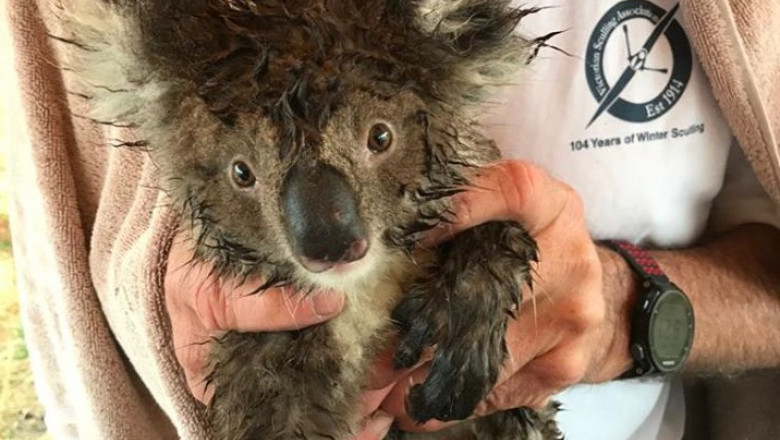 koala australia twitter animals australia
