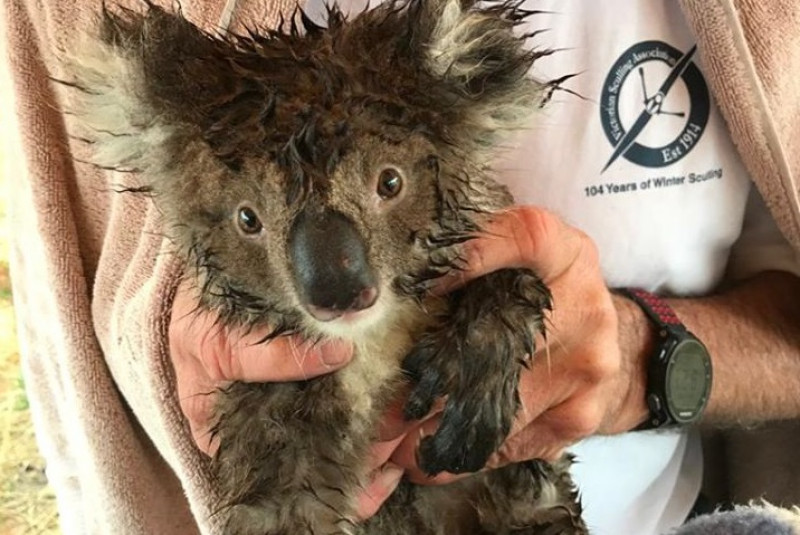 koala australia twitter animals australia