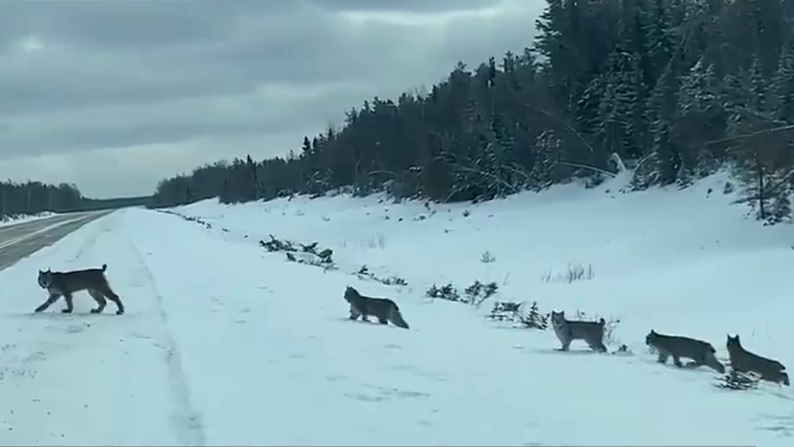 VIDEO. Imagini rare cu o familie de râși