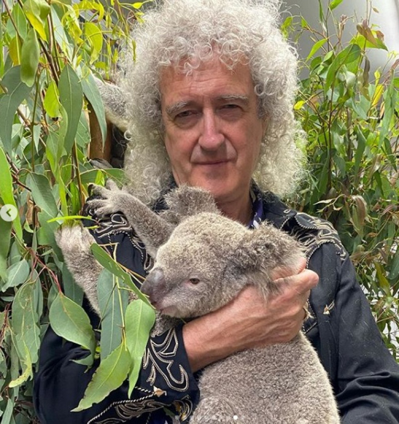 Brian May a facut fotografii alaturi de un urs koala, in Australia 4