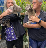 Brian May a facut fotografii alaturi de un urs koala, in Australia 3