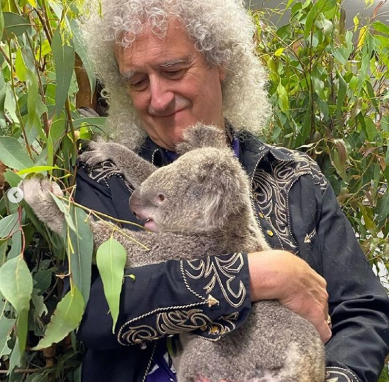 Brian May a facut fotografii alaturi de un urs koala, in Australia 5