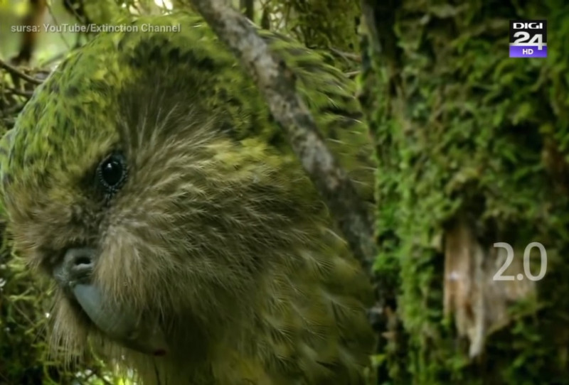 kakapo 2