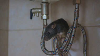 plumbing concept. decorative black mouse on water