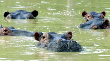 hipopotami in apa