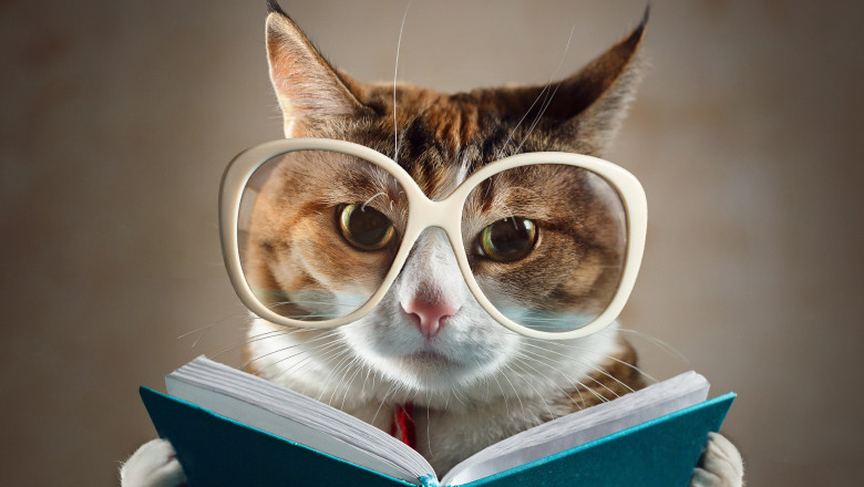 Cat in glasses holding a turquoise book and strictly looks into the camera. Concept of education