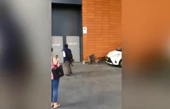 Un babuin care urma sa fie supus unei operatii de vasectomie a evadat dintr-un laborator alaturi de sotiile sale